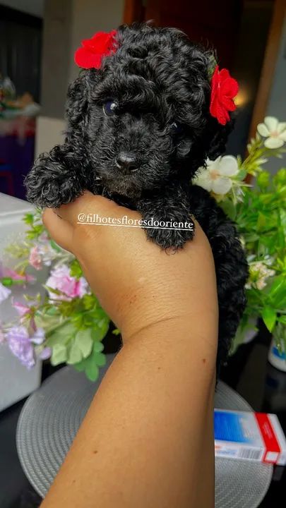 Poodle fêmea @filhotesfloresdooriente  - Foto 2