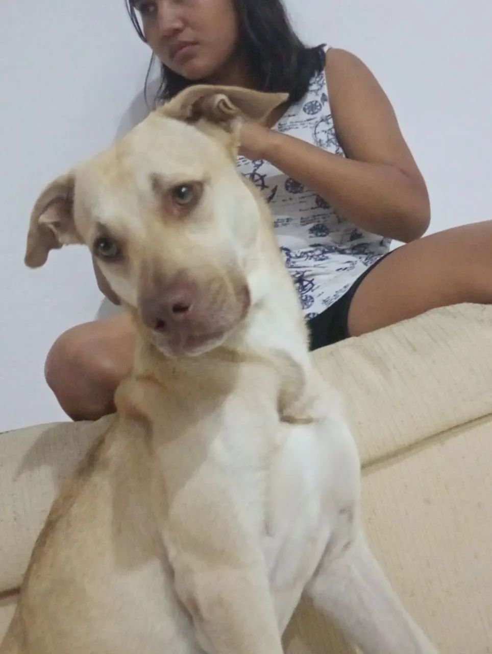 Doação de cão  - Foto 4
