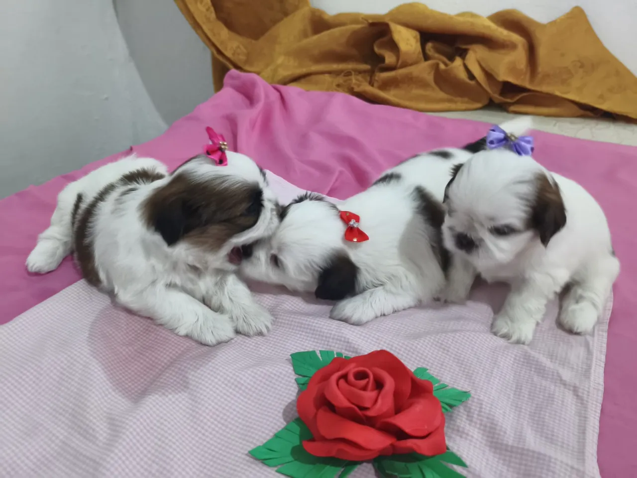 Filhotes Shih Tzu Shih tzu