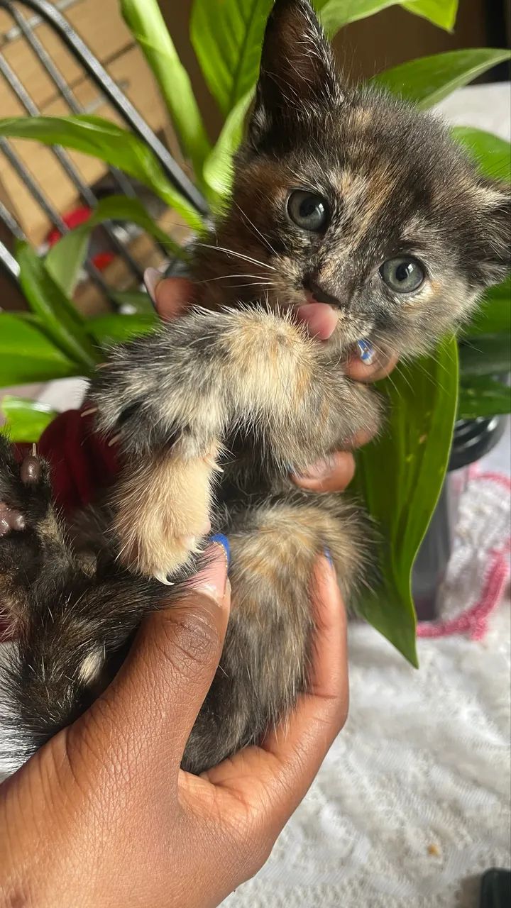 Doação de lindos gatos  - Foto 3