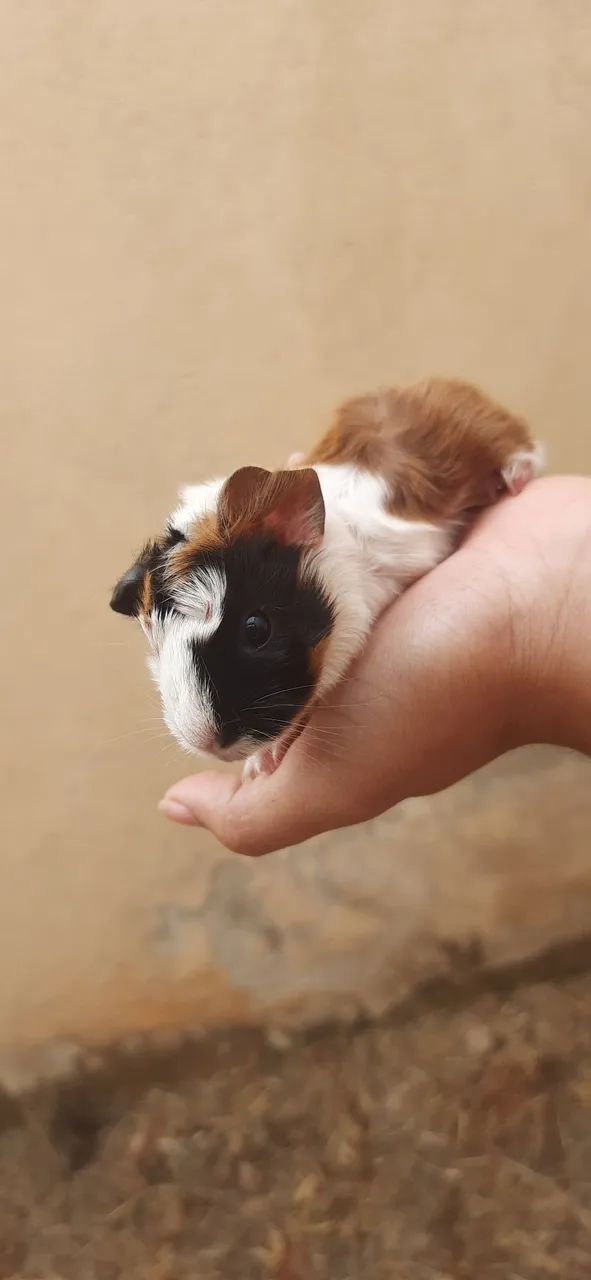 Porquinho da Índia - Foto 3