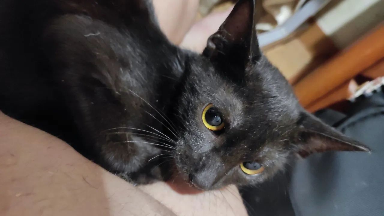 Doação de gato filhote - Foto 2