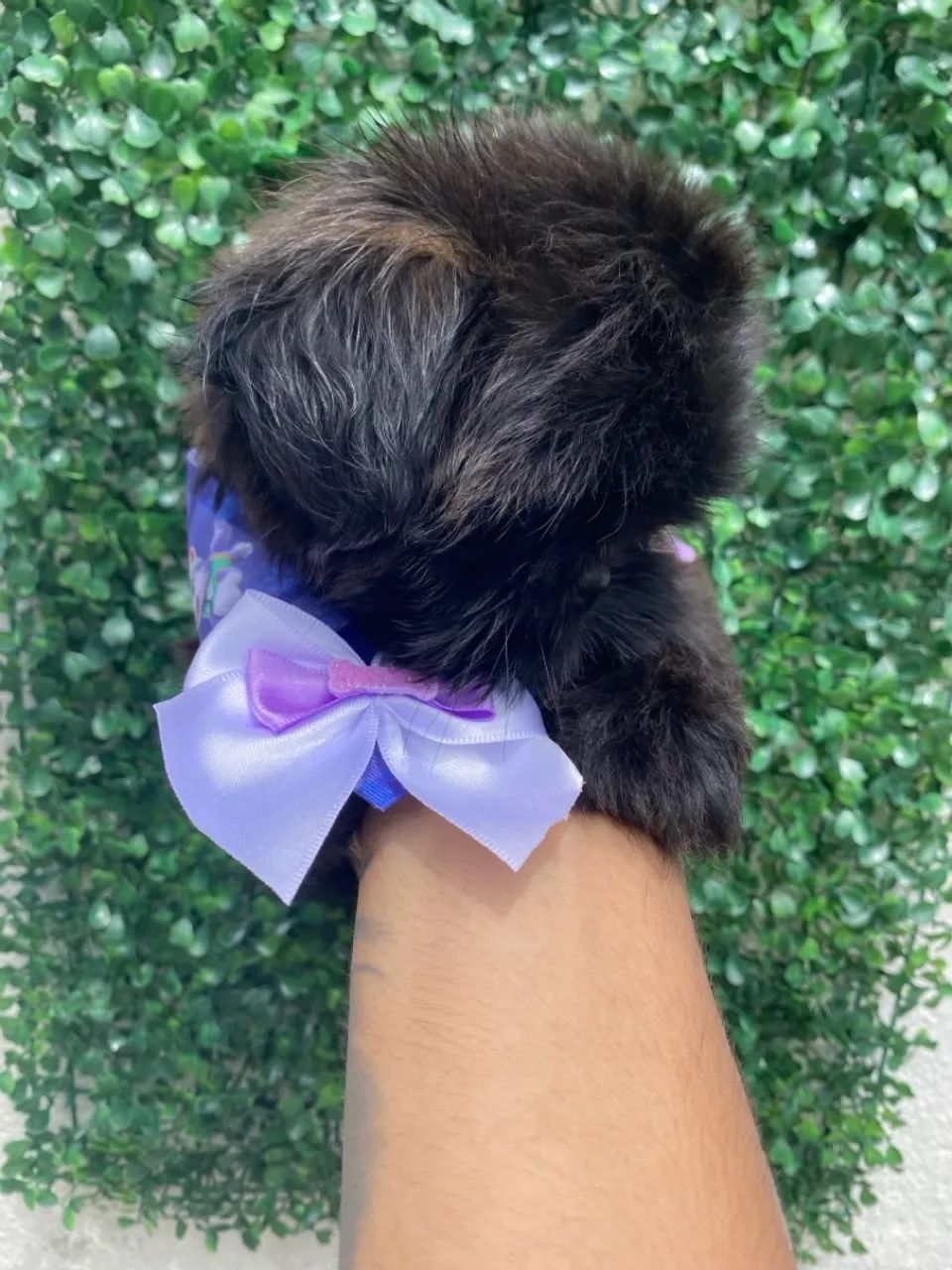 Filhotes Shih Tzu fêmeas - Lindíssima! Cor rara - Foto 4
