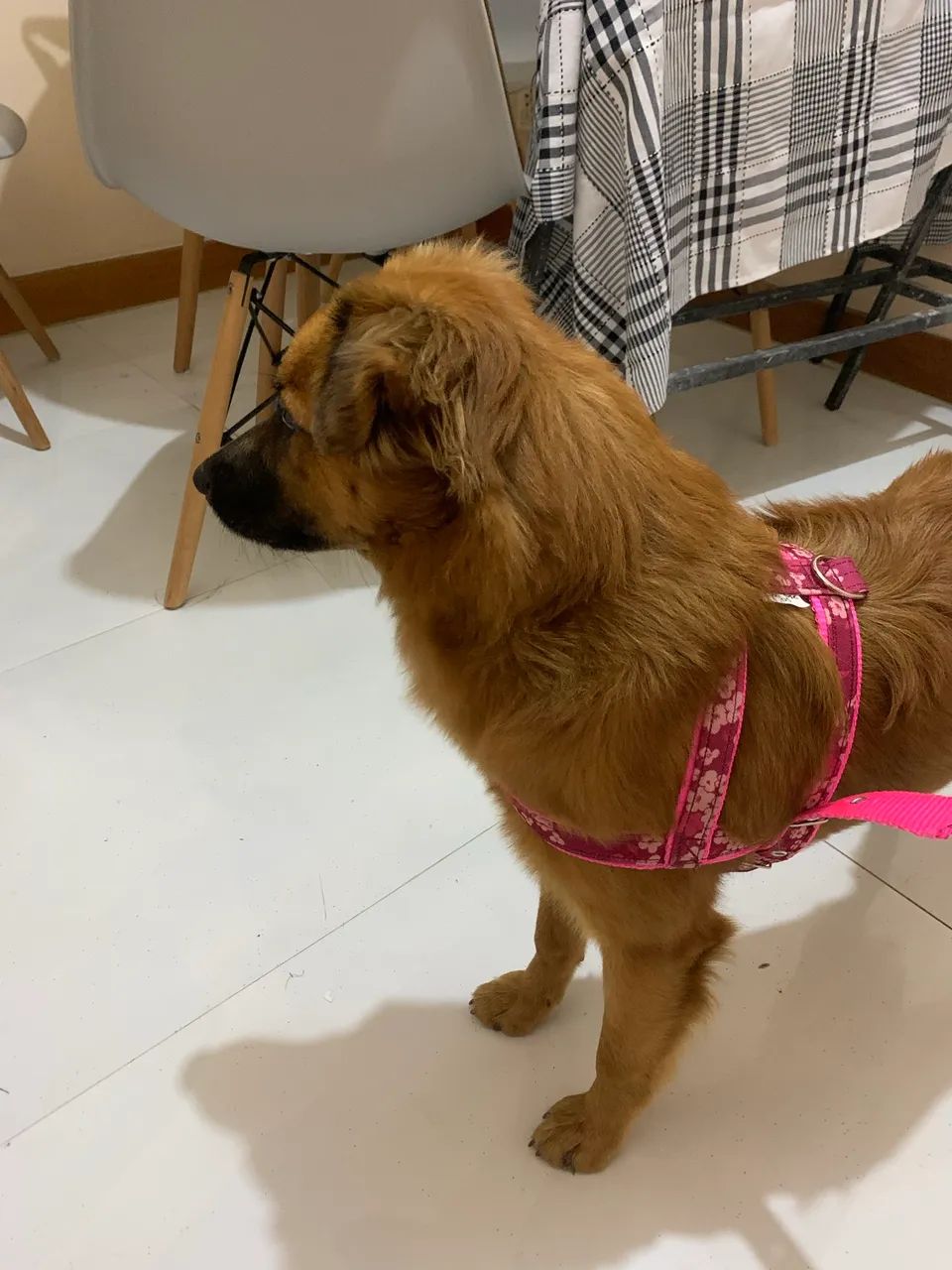 Adoção responsável  - Foto 2