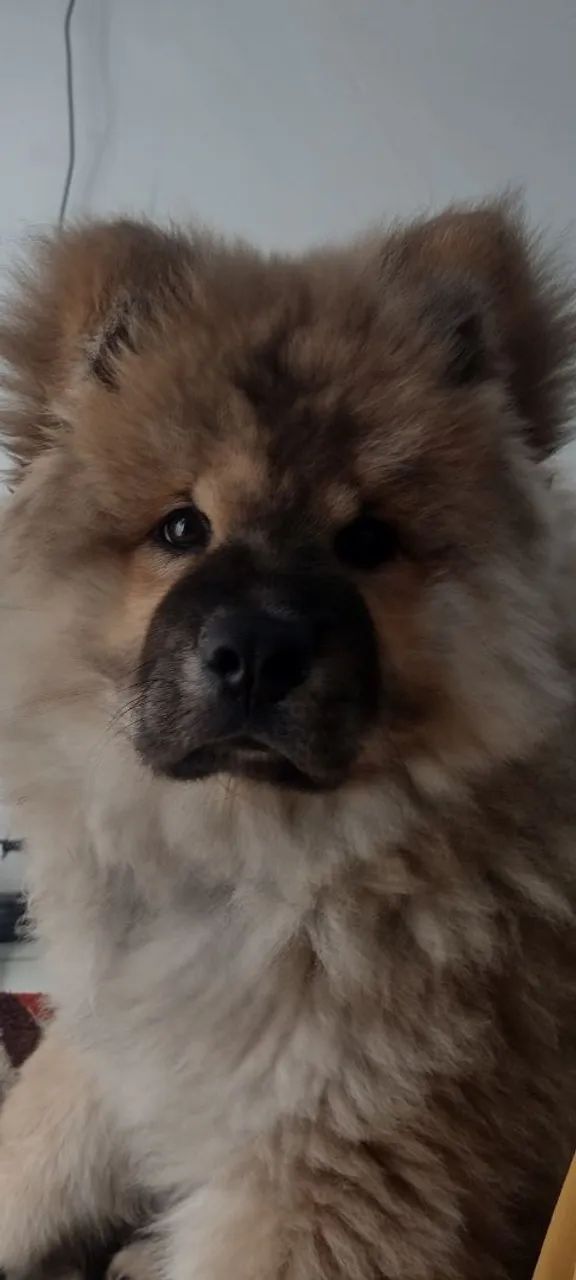 Chow Chow  - Foto 4