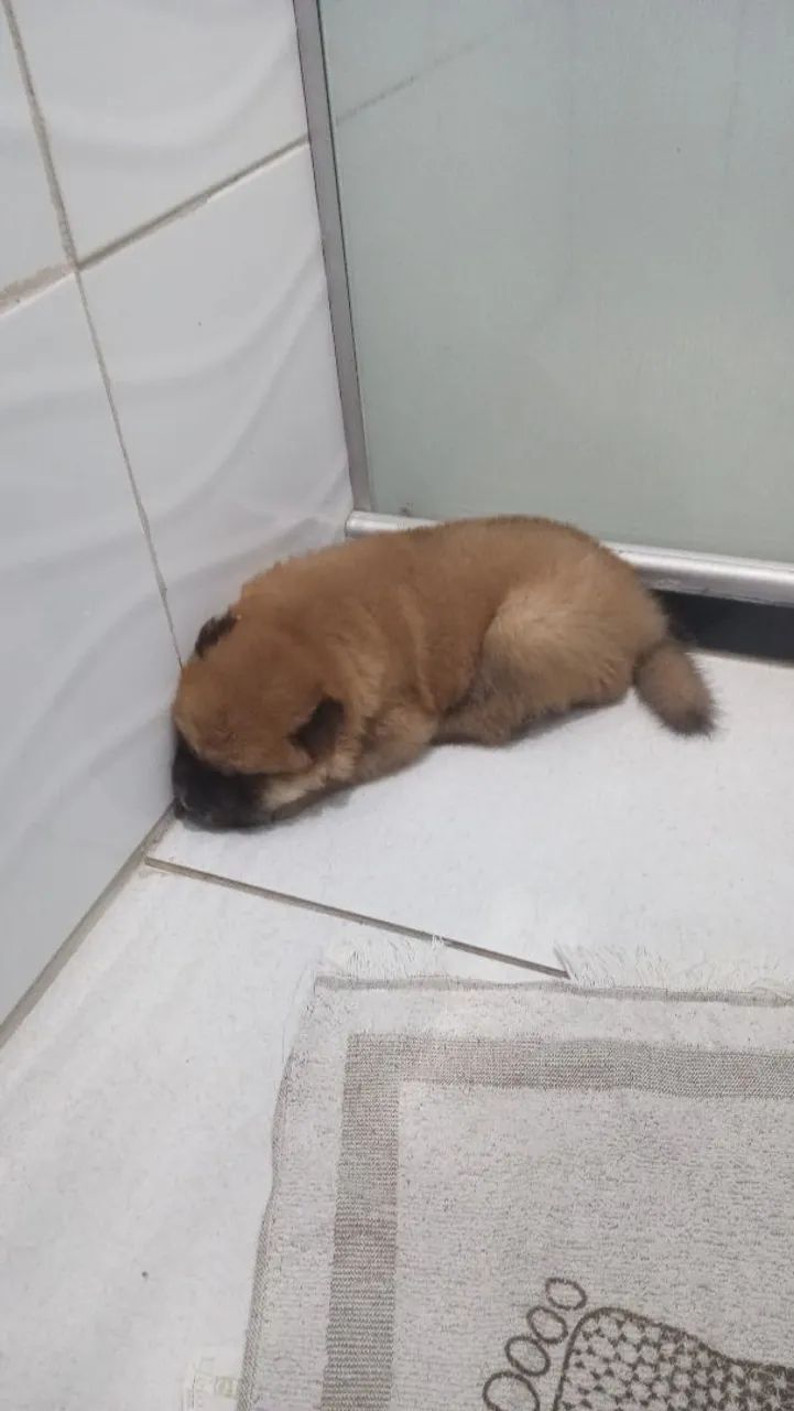 Filhote Chow-Chow Fêmea  - Foto 2