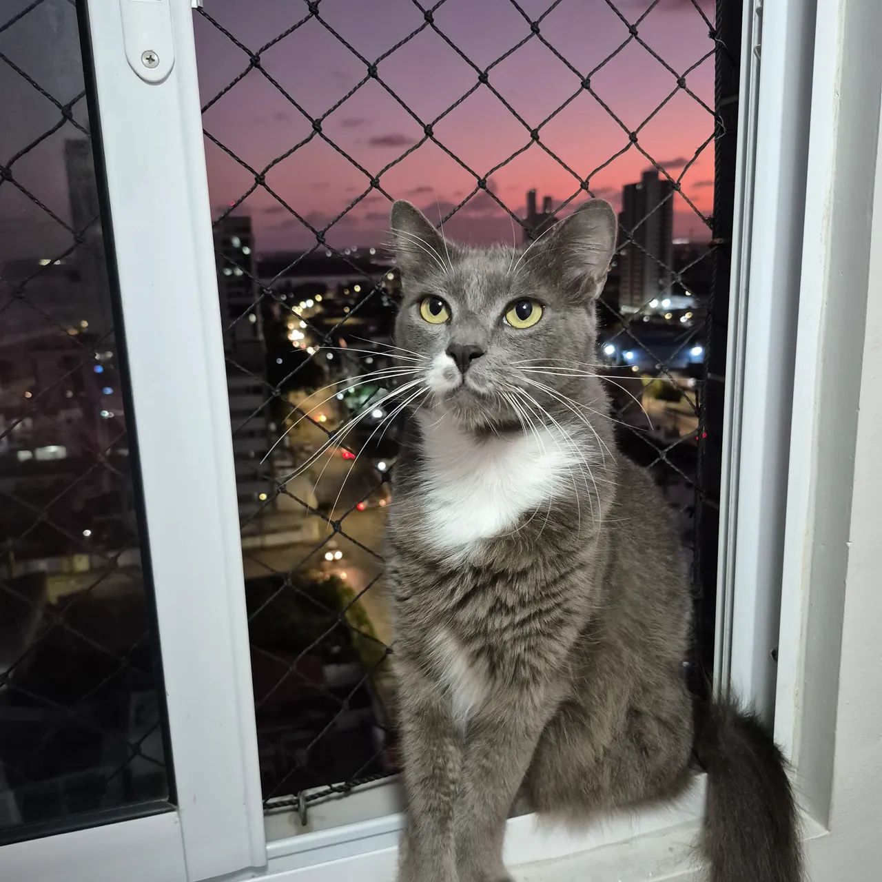 Gato Para doação - Foto 5