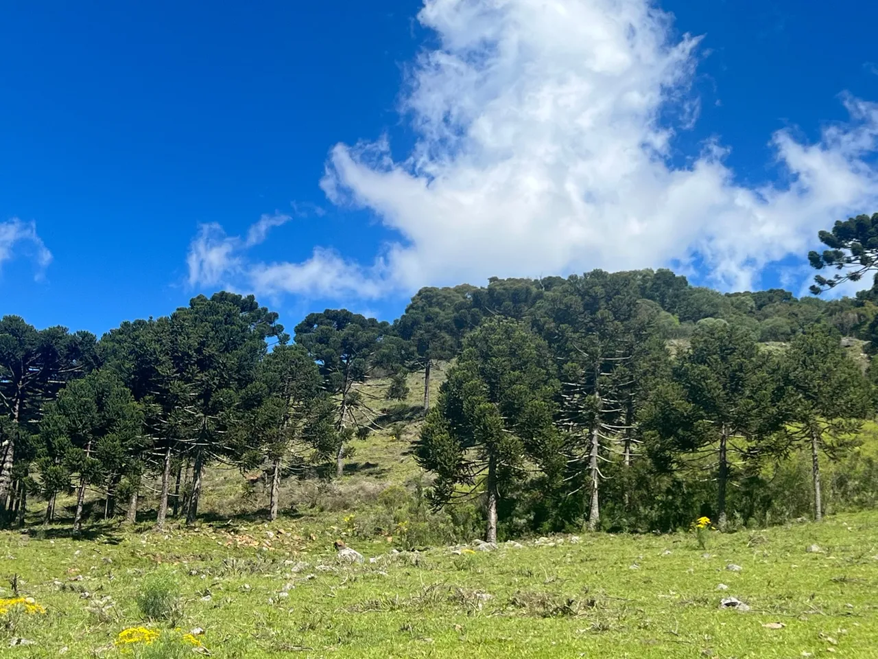 Sítio em Urubici - 159 mil - entrada +36X