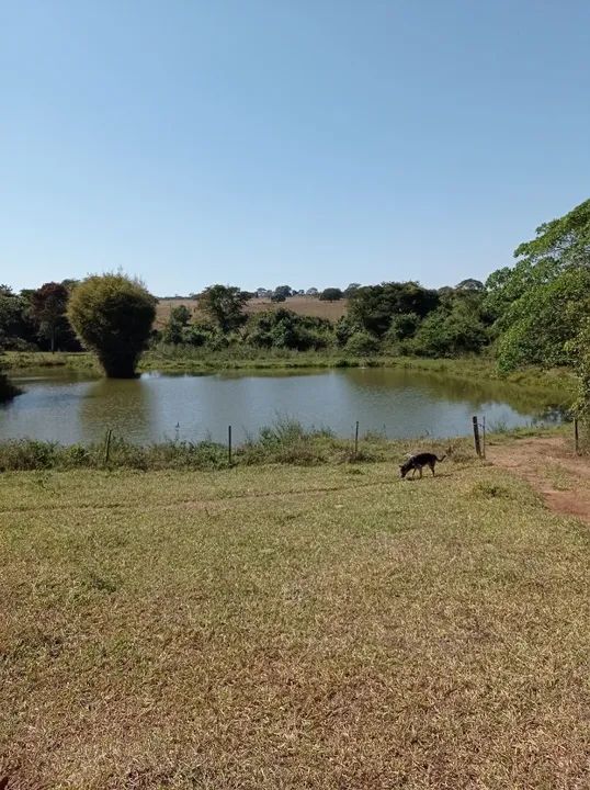 Fazenda à venda - 14 alqueires em Bela Vista de Goiás - diretamente com o proprietário - Foto 11