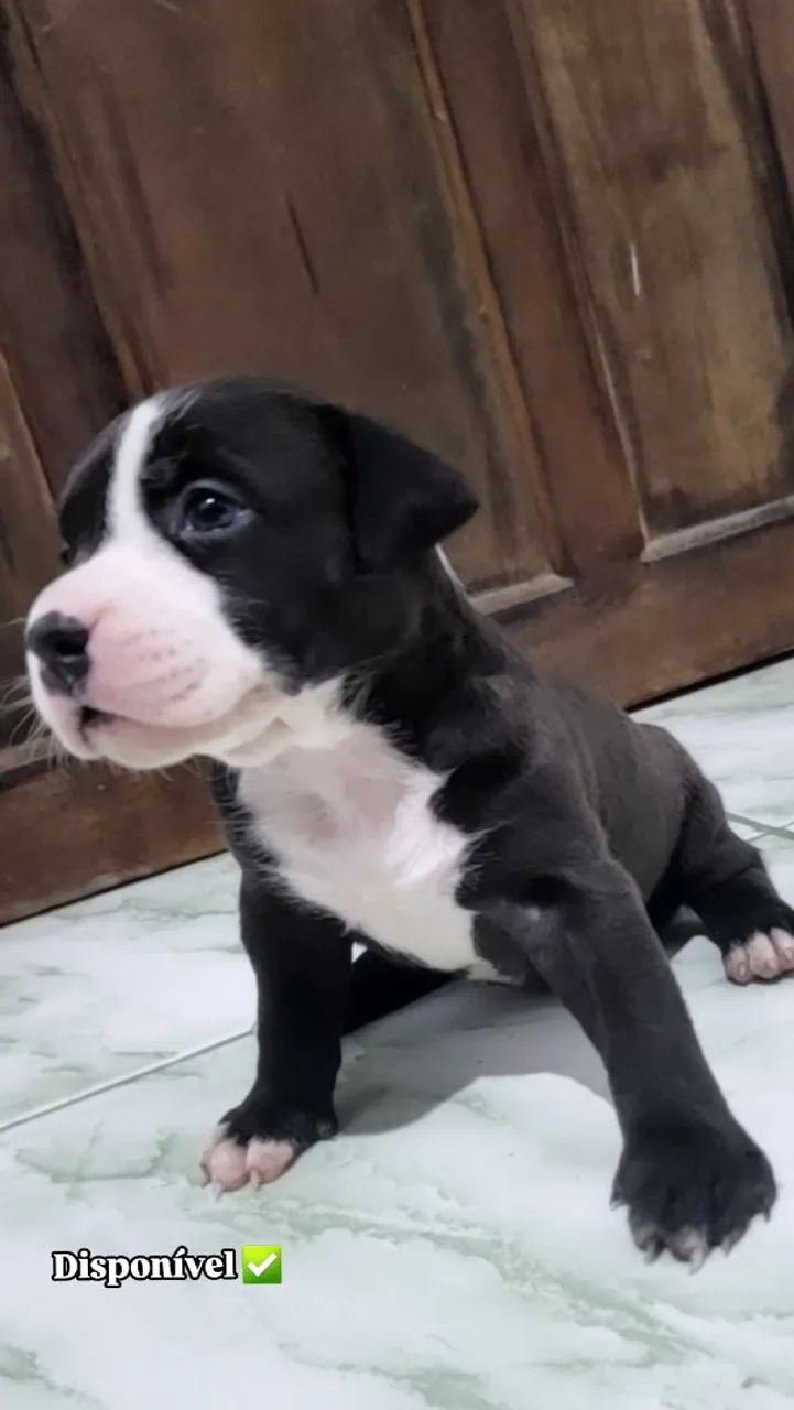 Filhote de Pitbull American