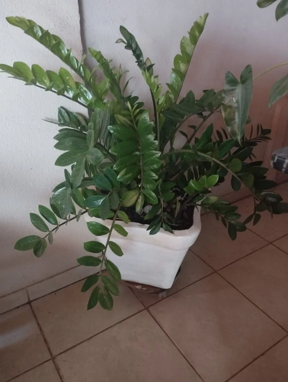 Planta Zamioculcas Zamiifolia - Fácil de cuidar!