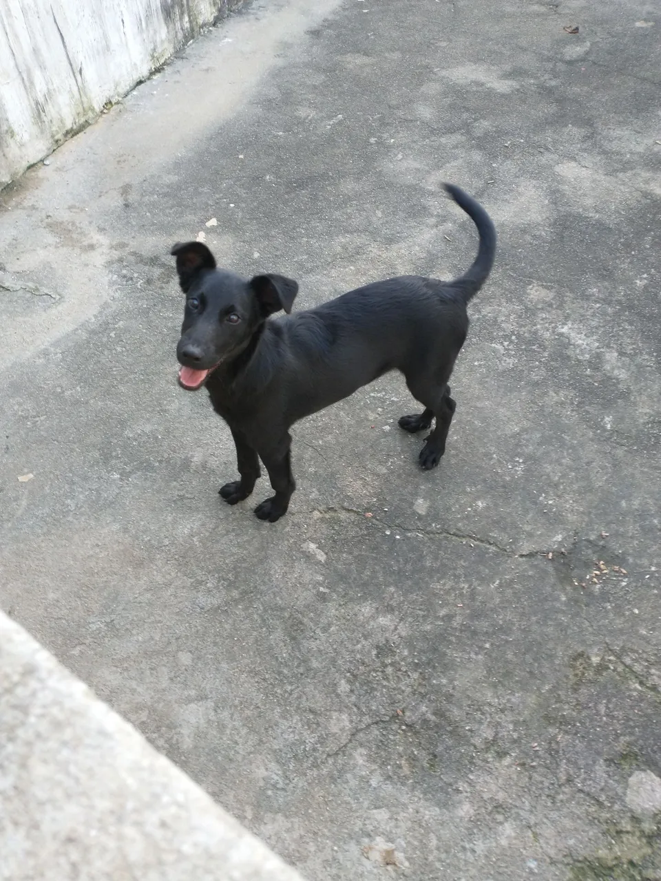 Filhote de cachorro preto adorável