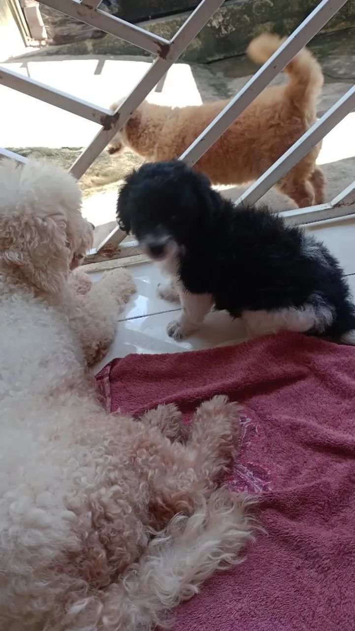 Filhotes de Cachorro - Lindos e Carinhosos - Foto 3