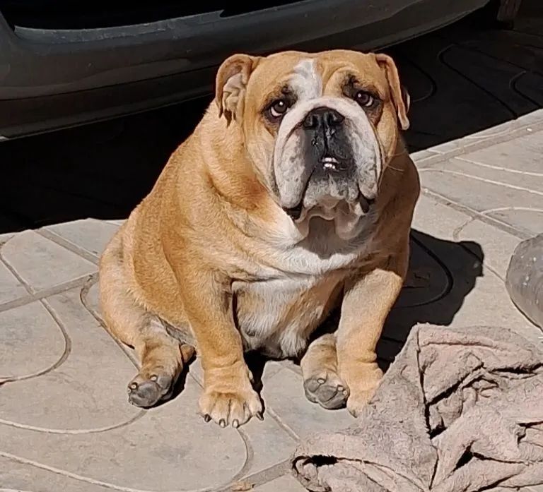 Bulldog inglês  - Foto 4