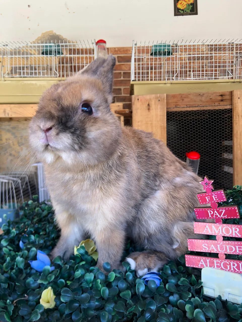 Doação - coelho anão da raça netherland dwarf macho - doação  - Foto 2