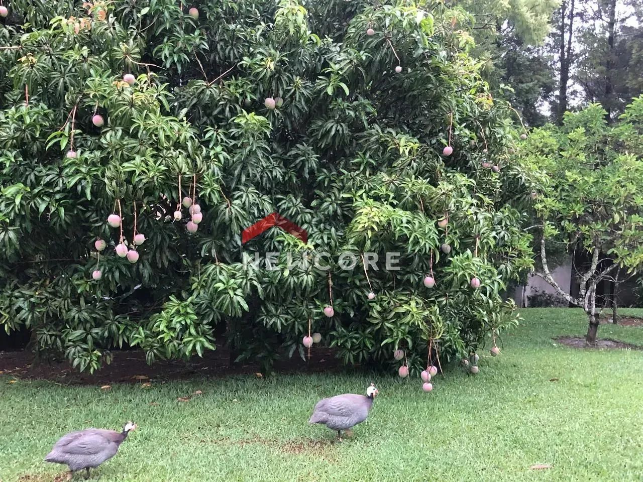 Chácara em Estrada Municipal - Área Rural de Itu - Itu/SP - Foto 9