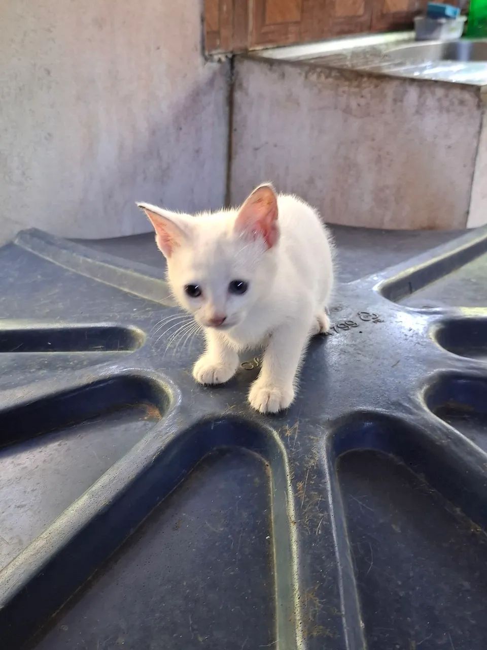 Lindos gatinhos para doação  - Foto 3