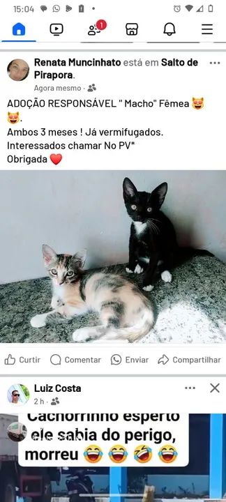 Dois gatinhos para adoção responsável