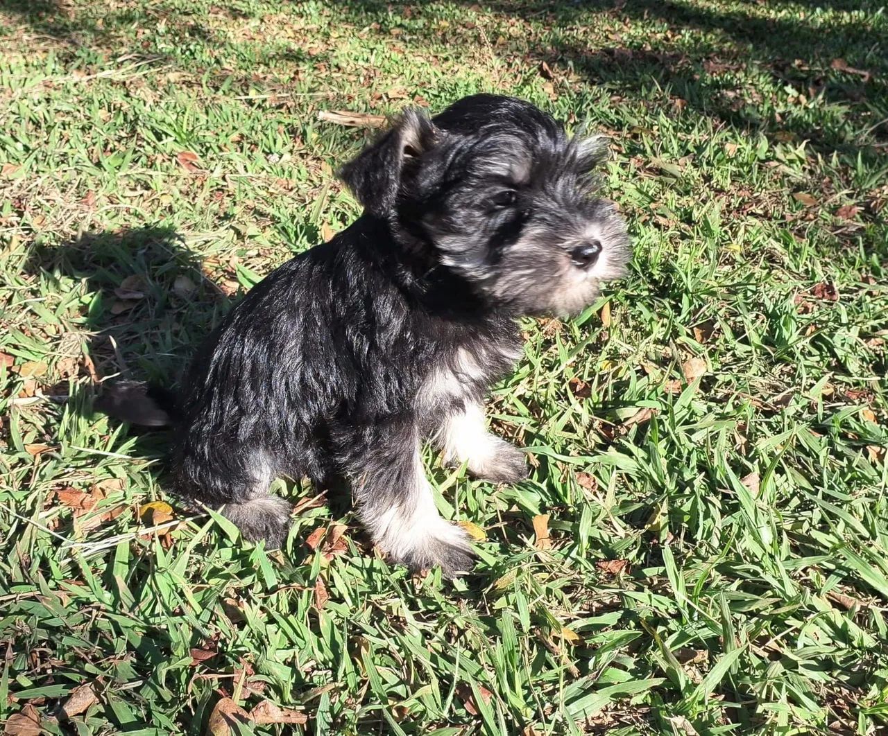 Scnhauzer belíssimos - Foto 3