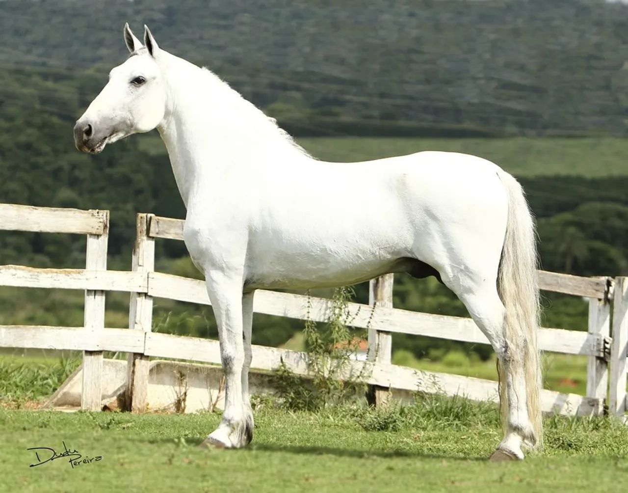 Cobertura, Semem Garanhao FAVACHO URANIO, mangalarga marchador