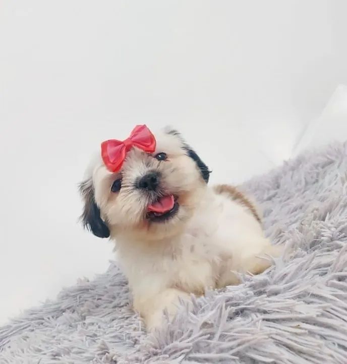 Shih Tzu Fêmea - Filhote Disponível a pronta entregar 