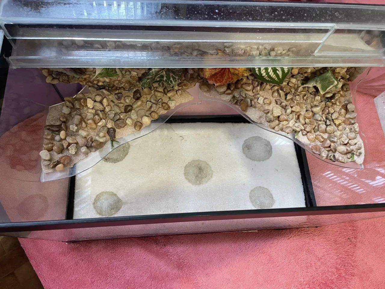 Aquaterrario para tartaruga de vidro 20L com decoração - Foto 3