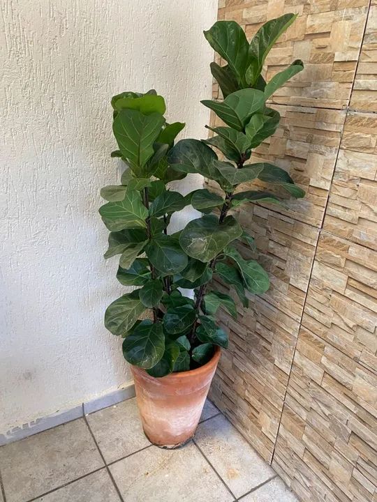 Ficus Lyrata a pronta entrega - grande,linda e cheia acompanha vaso de barro  - Foto 4