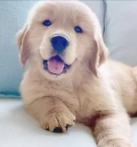 Golden Retriever Filhotes ideais para família e ótimo convívio