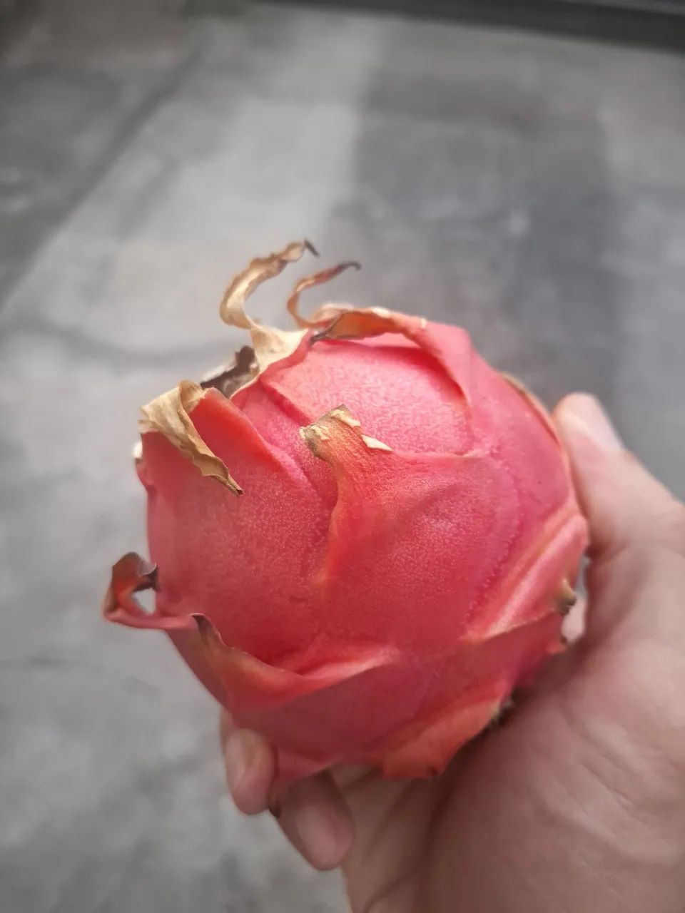 Muda de Pitaya - Foto 4