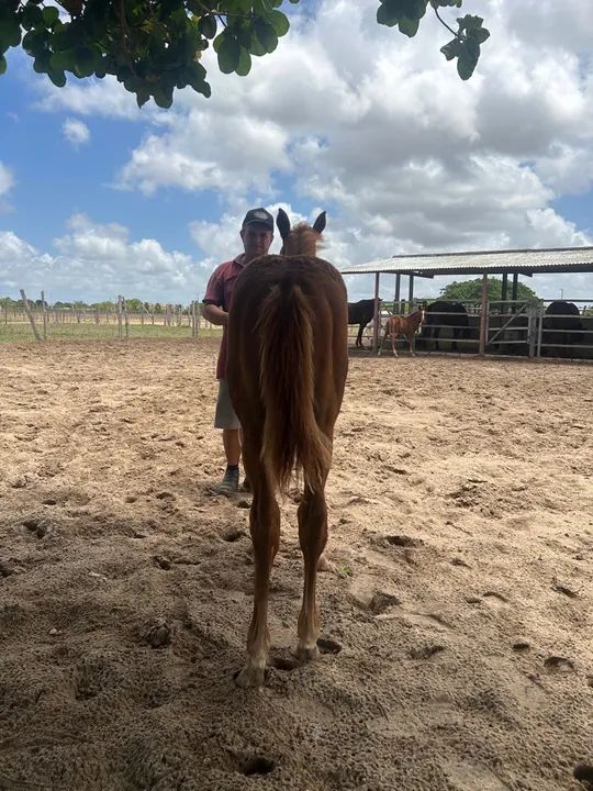 Potro Quarto de Milha - Foto 2