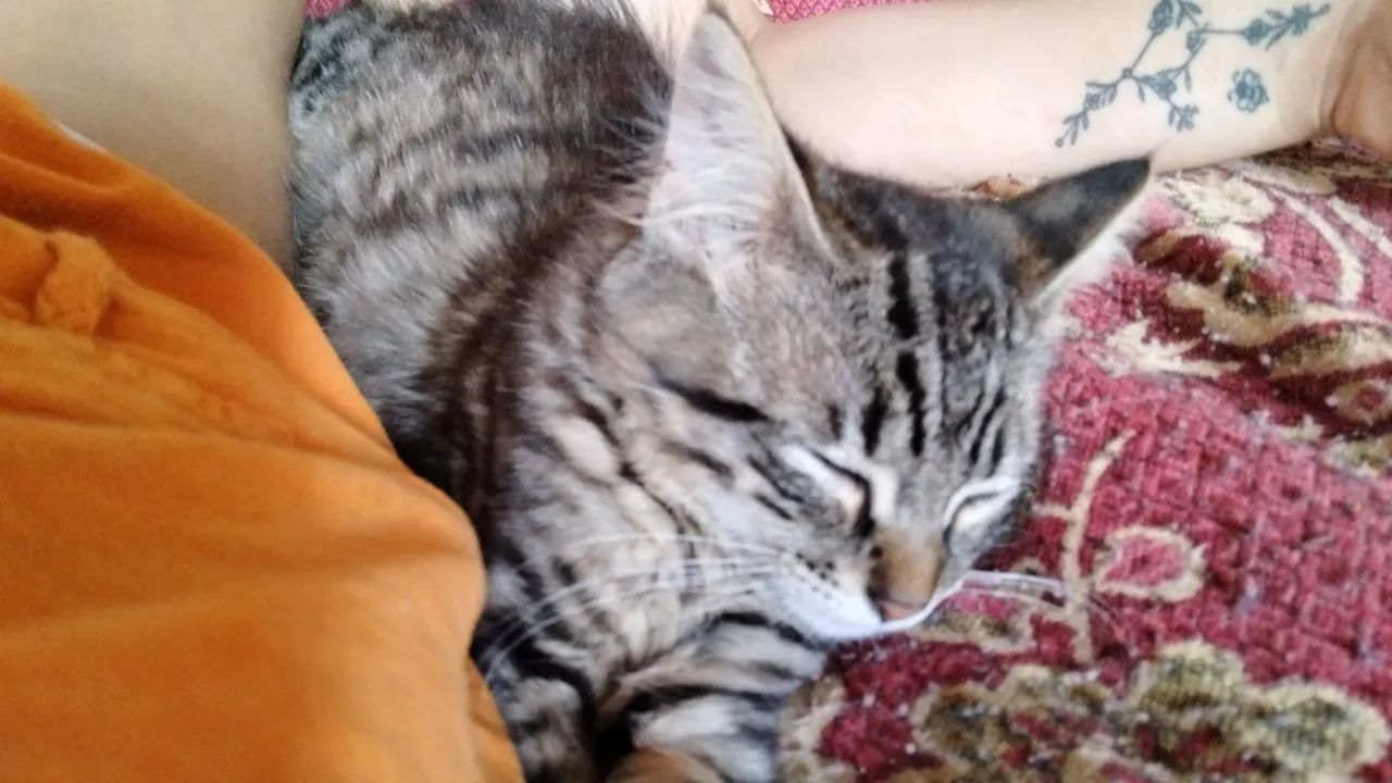 Fêmea filhote lindíssima - Foto 6