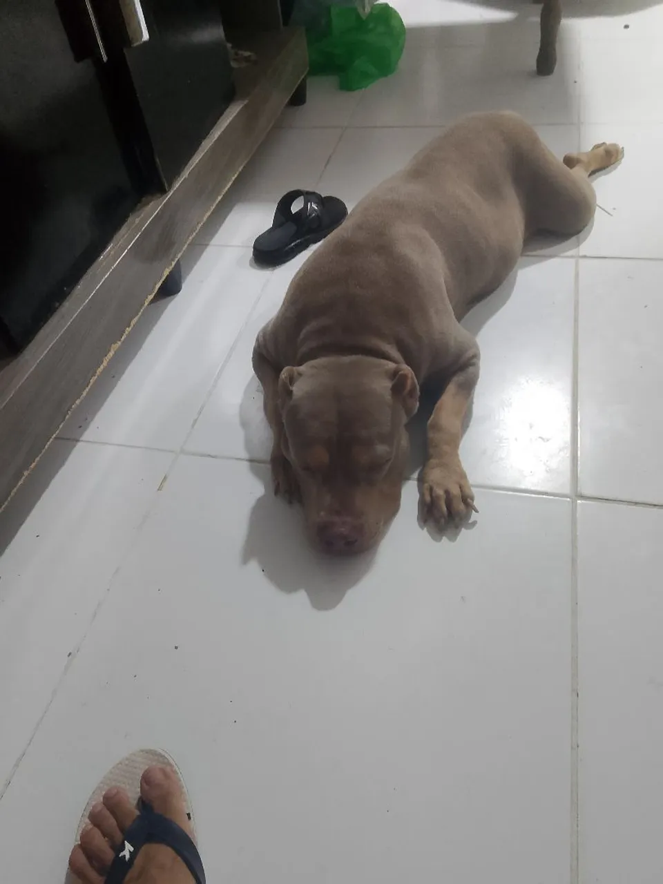 Para vender tá prenha prenha chega quem tiver interesse manda mensagem