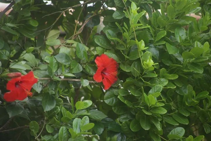 Lente Canon Ef 75-300mm F/4-5.6 Iii (Usado) - Foto 2