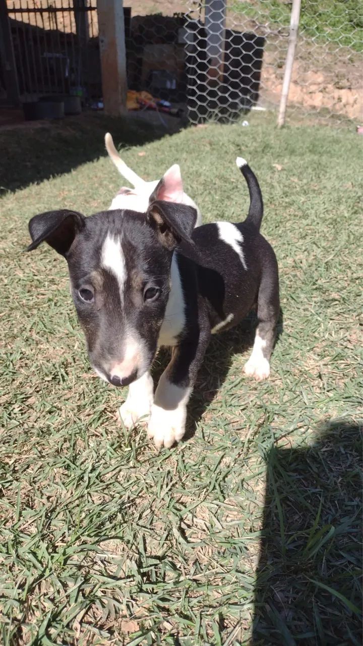 Bull terrier com 55 dias  - Foto 3