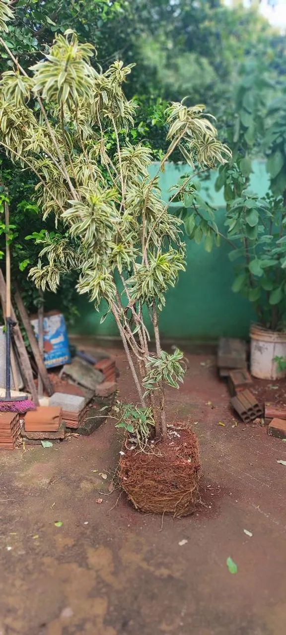 Vendo essa planta - Foto 4