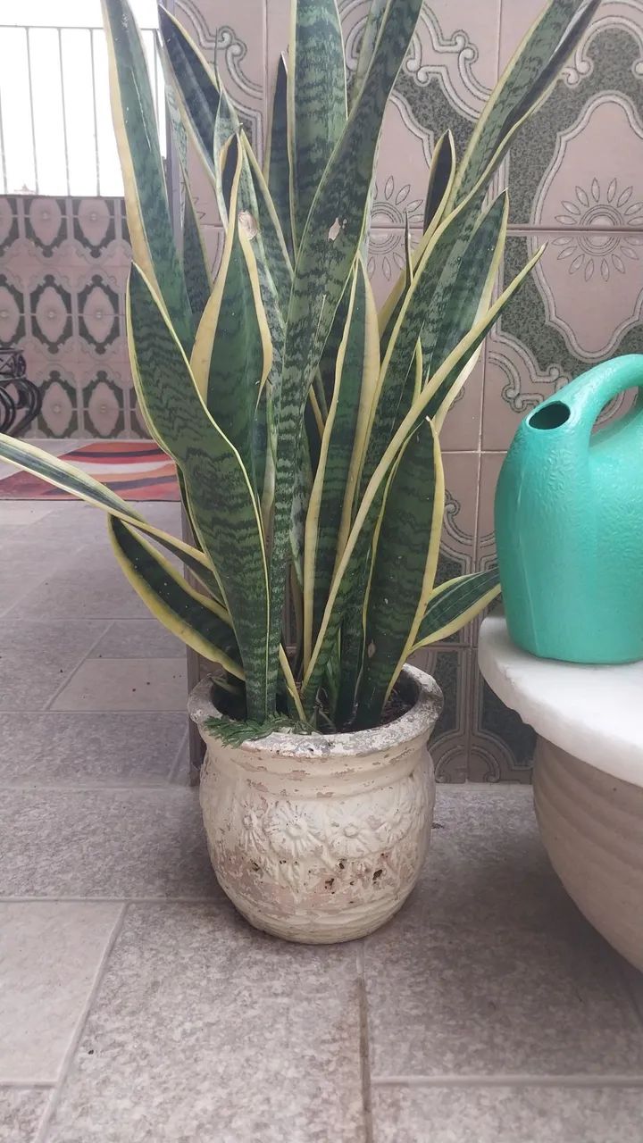 Planta em vaso 
