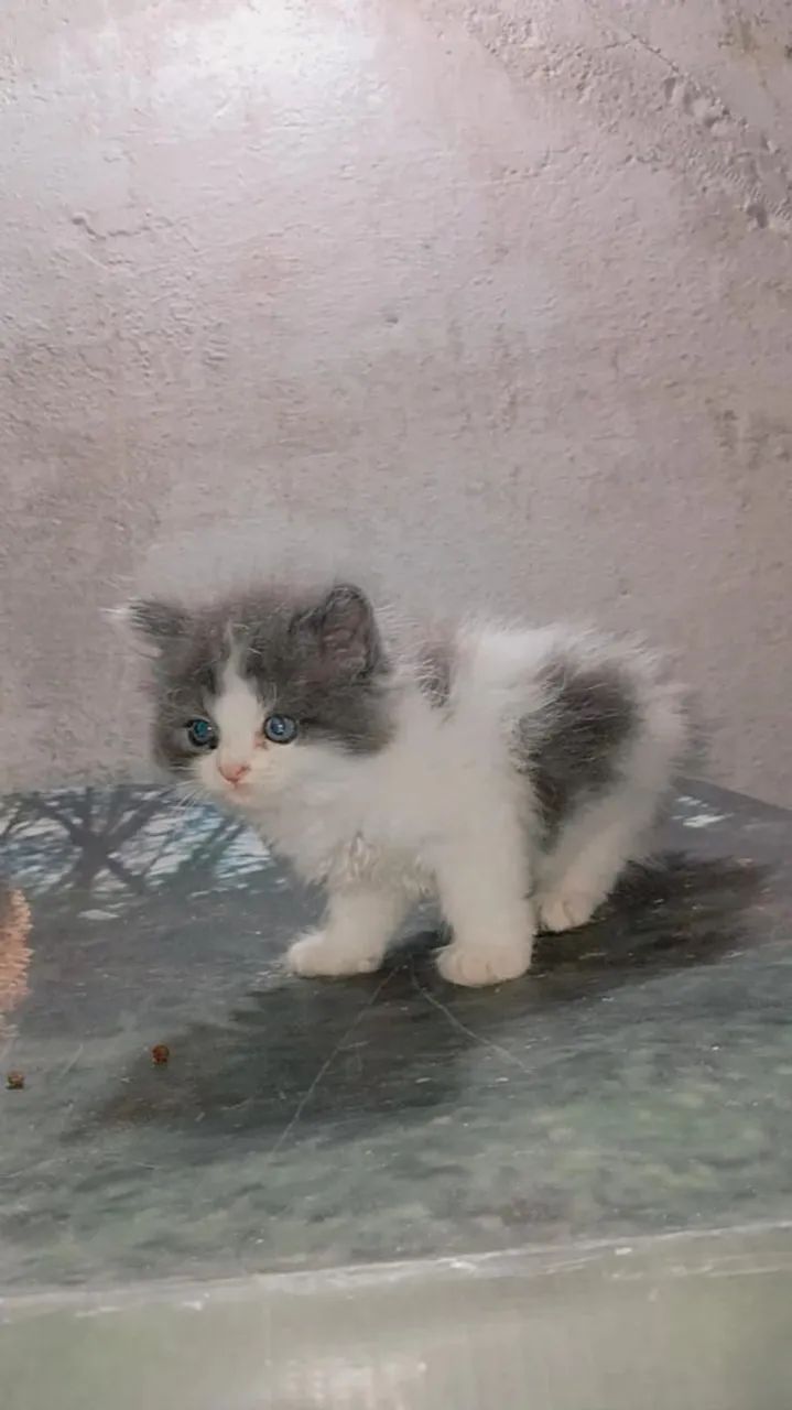 Angora 