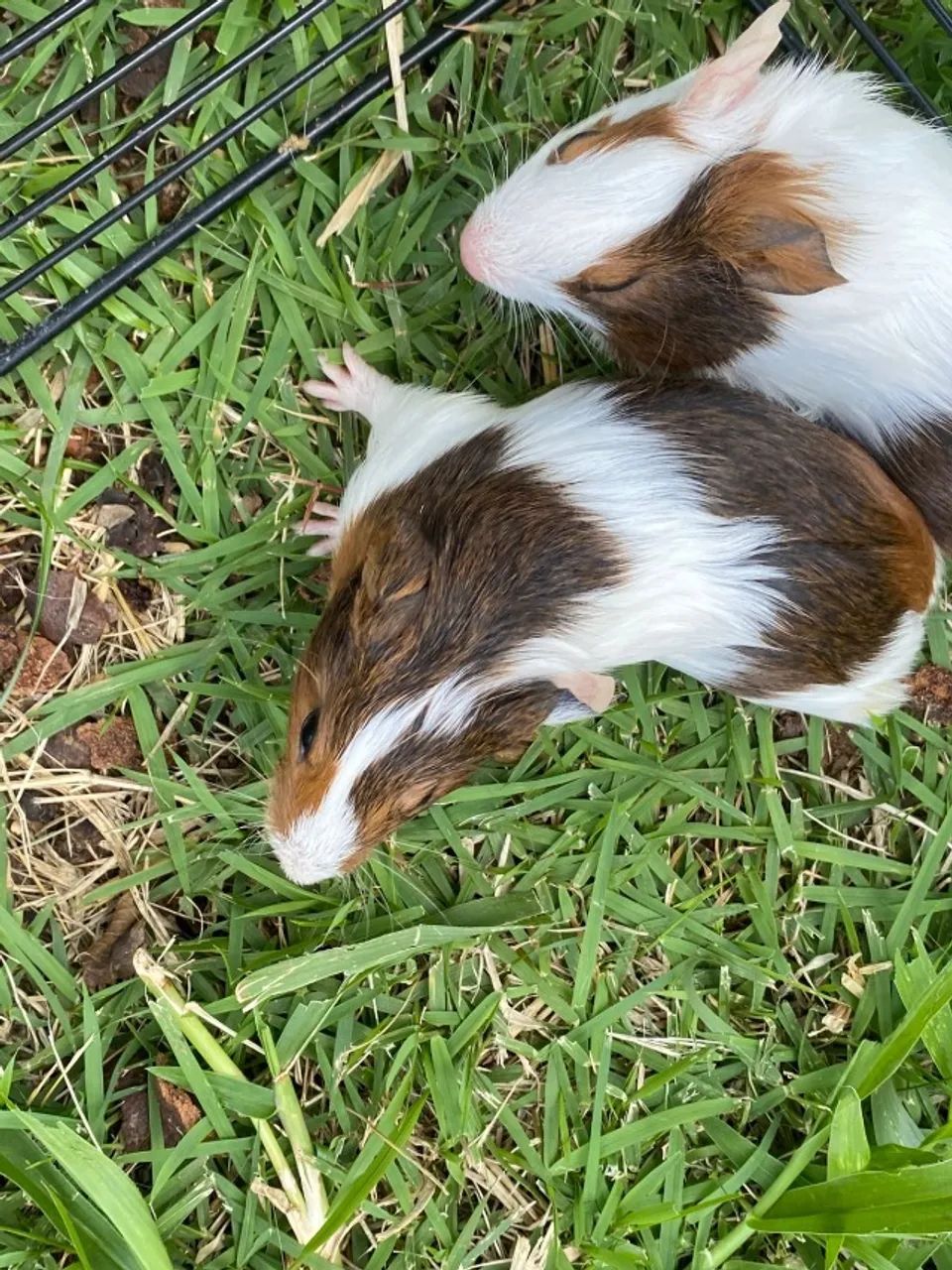 Porquinho da India - Foto 5