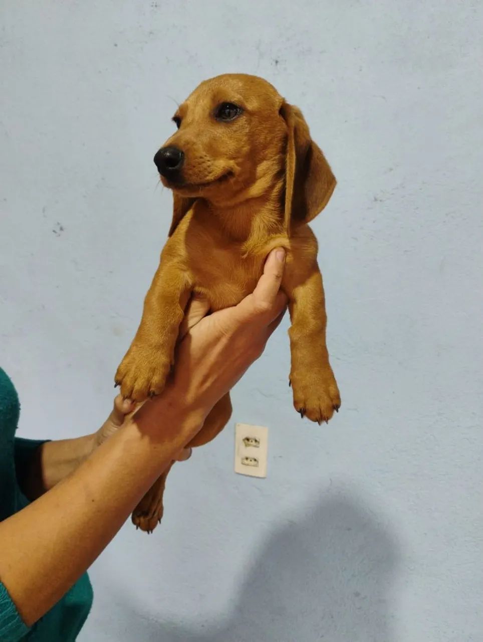 Bassê macho mini disponível  - Foto 2