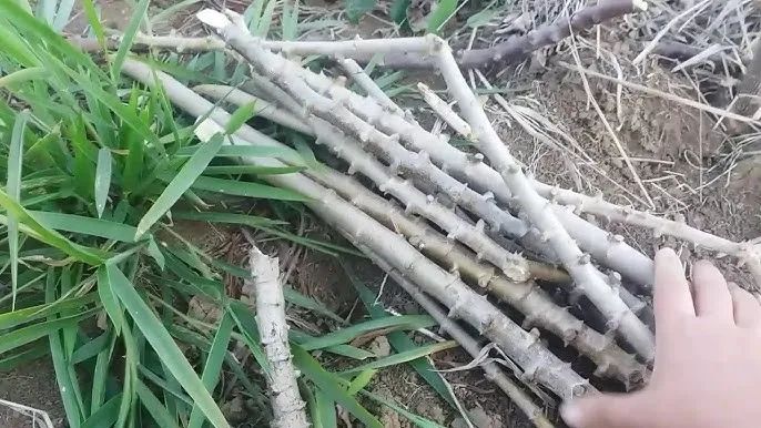 Caixa de Mandioca Amarelinha Super Macia Tenho Manivas Mudas Também - Foto 4