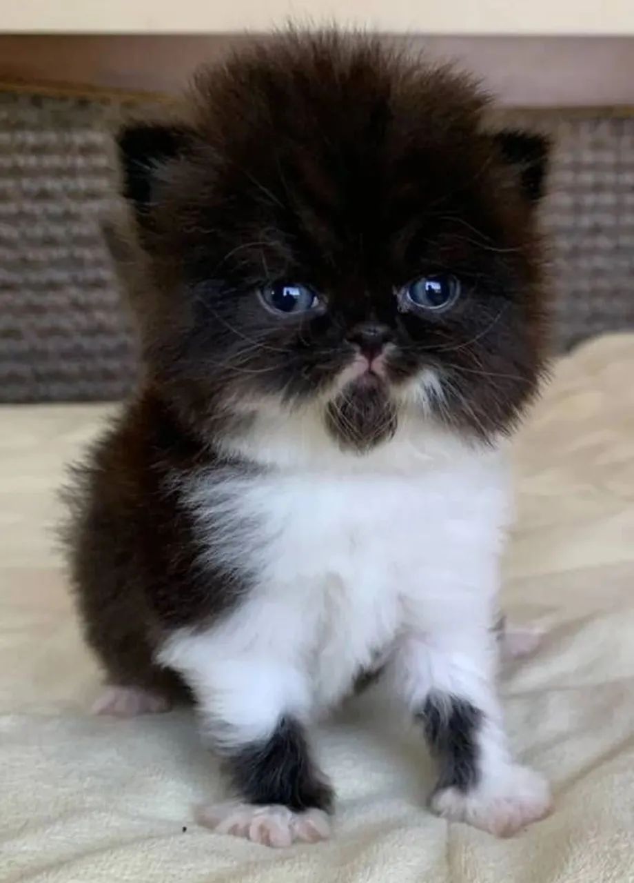 Filhote de Gato Persa Fêmea Show