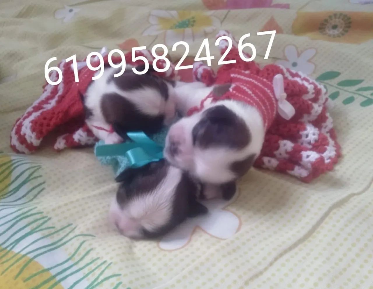 Shihtzu mini  - Foto 2