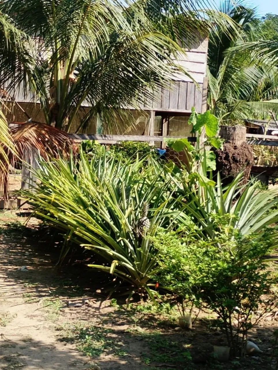 CHÁCARA PRODUTIVA A VENDA  - Foto 4