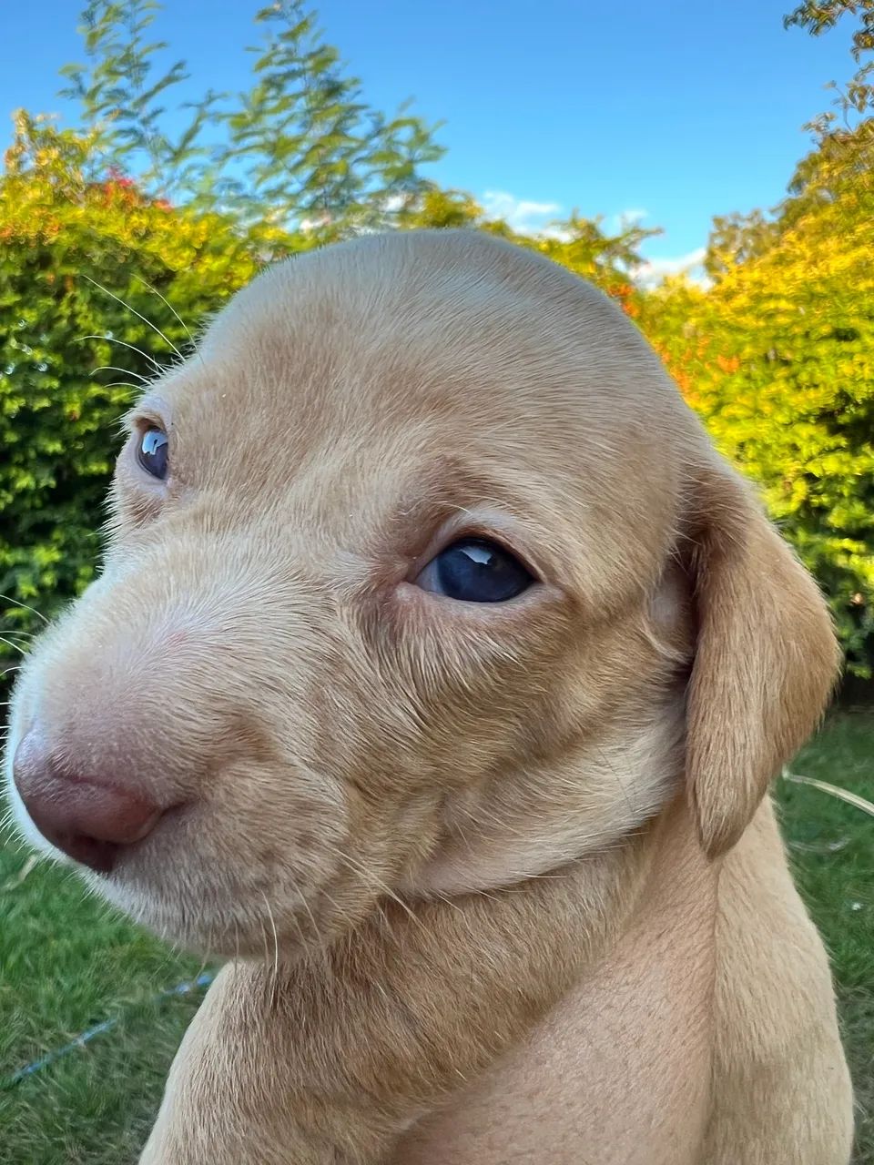 Dachshund - Foto 2