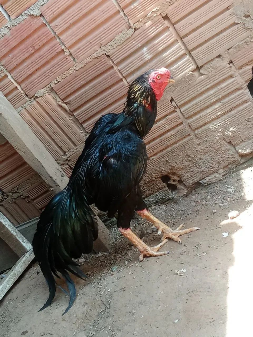 Venda - Foto 2