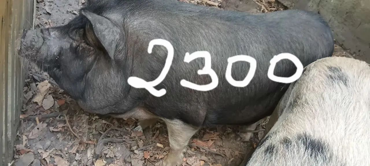 Leitoa prenha 2300
