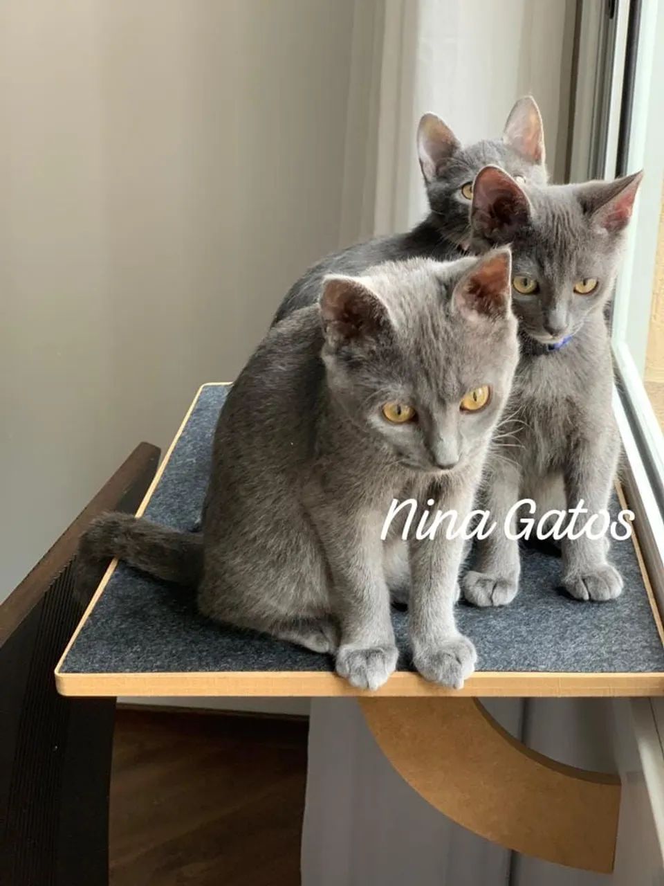 Chartreux filhotes 