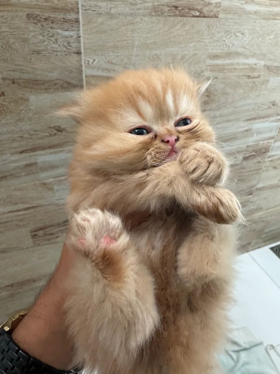 Gato persa - Foto 2