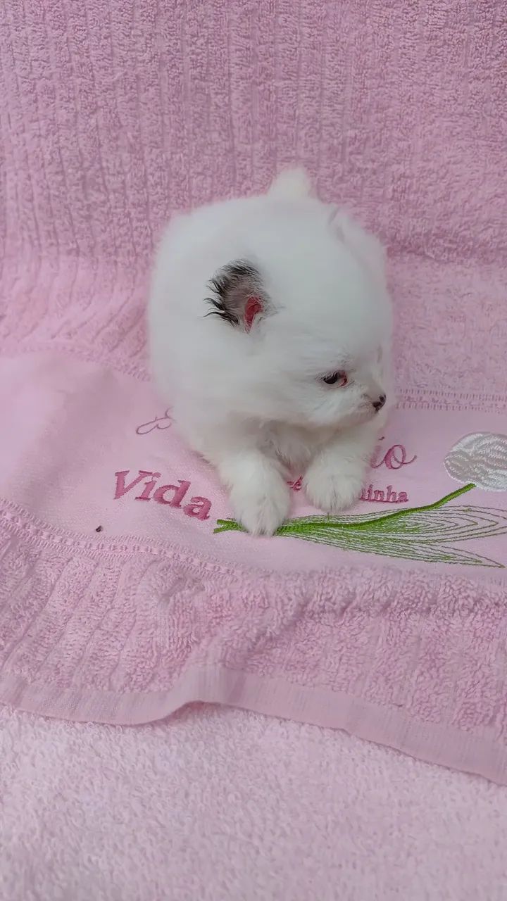 Cachorro lulu  - Foto 3