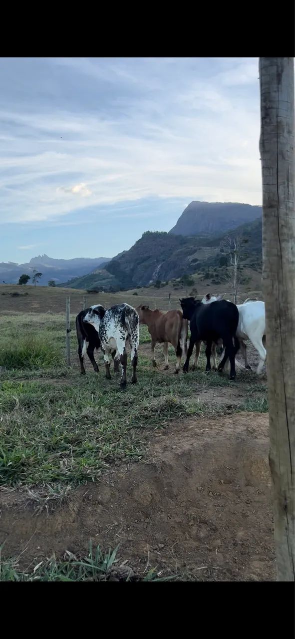 Bezerros zebuados - Foto 3